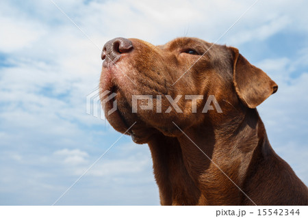 Dog's head 15542344