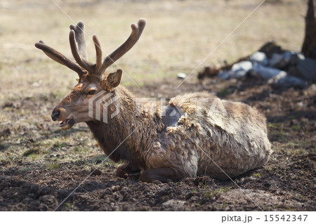 Red deer (maral) 15542347