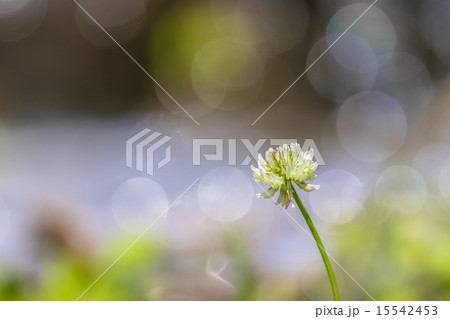 クローバーの花 15542453