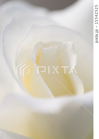 白いバラ アップ 縦  白いバラ アップ 縦  15542525