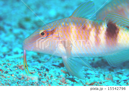 オジサン 15542796