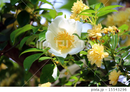 ナニワイバラ(難波茨)モッコウバラ(木香茨、木香薔薇) ナニワイバラ(難波茨)モッコウバラ(木香茨、木香薔薇) 15543296