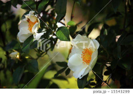 ナニワイバラ(難波茨)モッコウバラ(木香茨、木香薔薇) ナニワイバラ(難波茨)モッコウバラ(木香茨、木香薔薇) 15543299