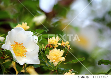 ナニワイバラ(難波茨)モッコウバラ(木香茨、木香薔薇) ナニワイバラ(難波茨)モッコウバラ(木香茨、木香薔薇) 15543302