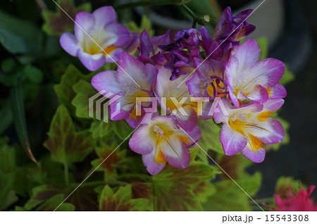 フリージア 15543308