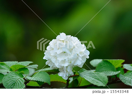 オオデマリ 15543348