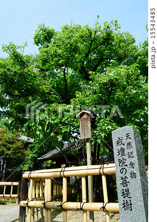 戒壇院の菩提樹 15543485