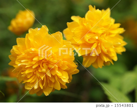 ヤマブキ ヤマブキ 15543801