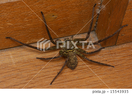 アシダカグモ 15543935
