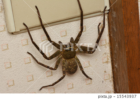 アシダカグモ 15543937