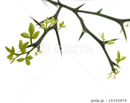 トゲのある植物 カラタチの写真素材