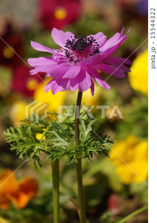 アネモネ 15544322