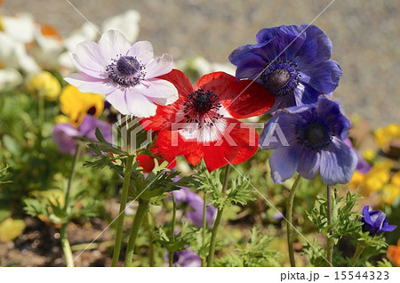 アネモネ 15544323