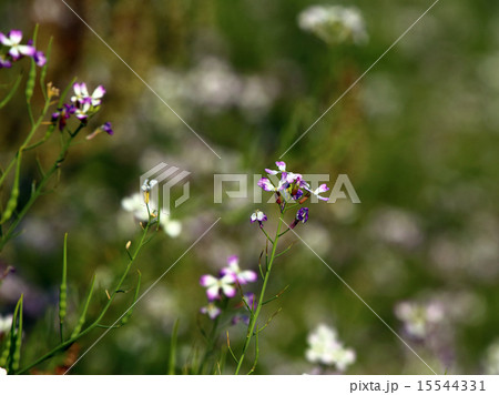 ハマダイコン 15544331