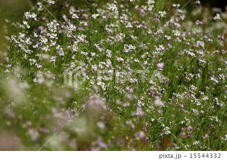 ハマダイコン 15544332