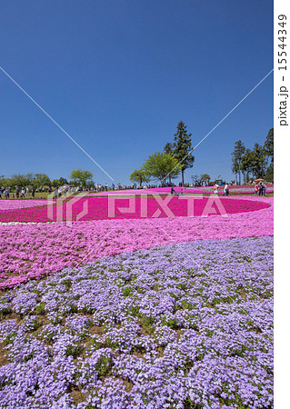 一面に咲く芝桜（埼玉 羊山公園） 15544349