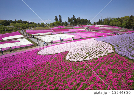 一面に咲く芝桜(埼玉 羊山公園) 一面に咲く芝桜(埼玉 羊山公園) 15544350