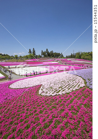 一面に咲く芝桜(埼玉 羊山公園) 一面に咲く芝桜(埼玉 羊山公園) 15544351