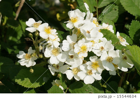 ノイバラ 15544634