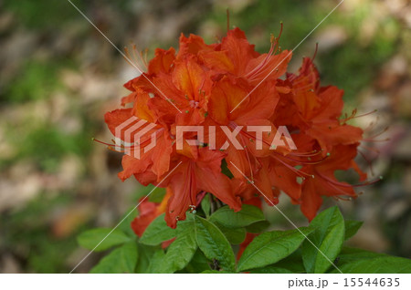 ツツジ ツツジ 15544635