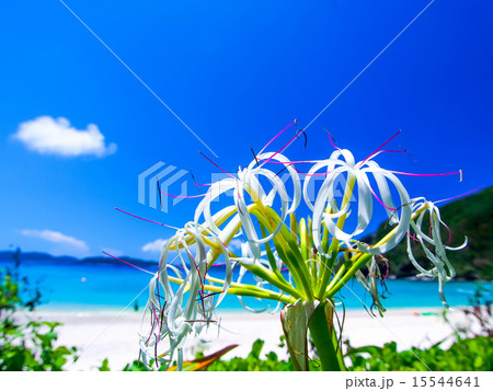 ビーチに咲くハマオモト 15544641
