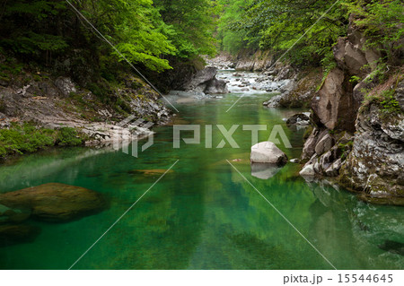 新緑の双六川 飛騨高山 新緑の双六川 飛騨高山 15544645