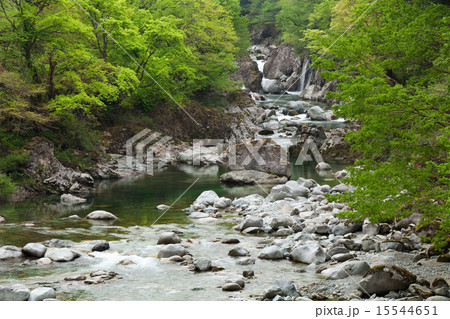 新緑の双六川 飛騨高山 15544651
