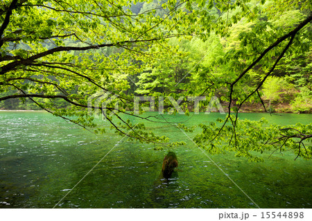 新緑の双六ダム湖 飛騨高山 15544898