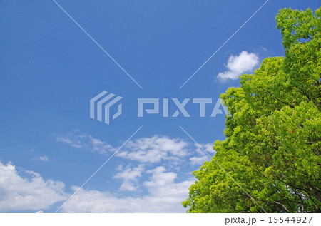 新緑と青空（背景素材） 15544927