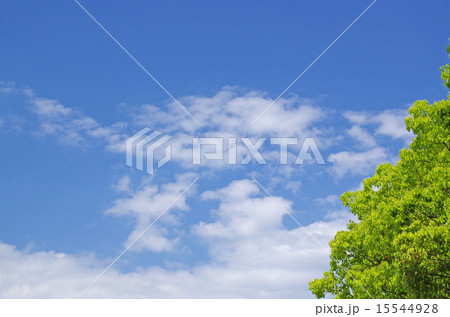 新緑と青空（背景素材） 15544928