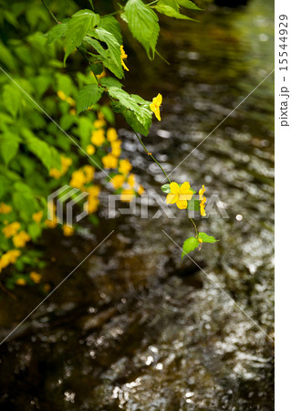 ヤマブキ 双六川 飛騨高山 15544929