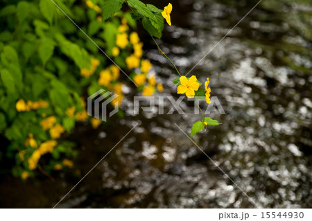 ヤマブキ 双六川 飛騨高山 15544930