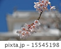 桜とお城 15545198