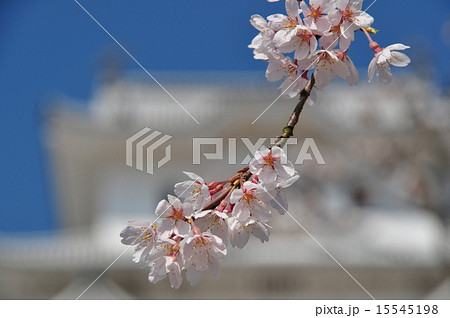 桜とお城 15545198