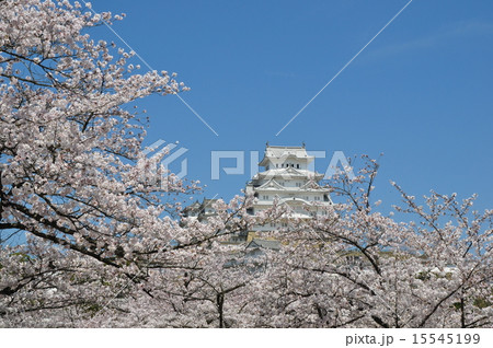 桜満開の姫路城 15545199