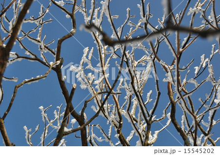 高見山の霧氷 15545202