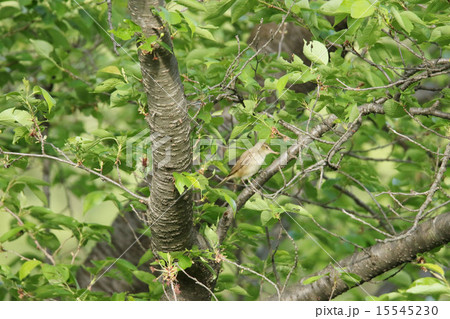 コヨシキリ コヨシキリ 15545230