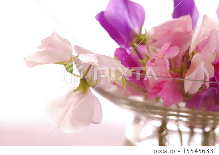 Sweet peas flower 15545633