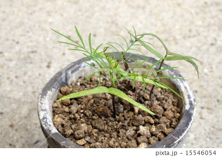 ルコウソウの芽吹き ルコウソウの芽吹き 15546054