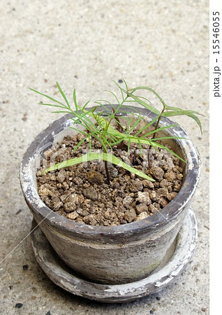 ルコウソウの芽吹き ルコウソウの芽吹き 15546055