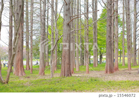 白樺の森の春 白樺の森の春 15546072
