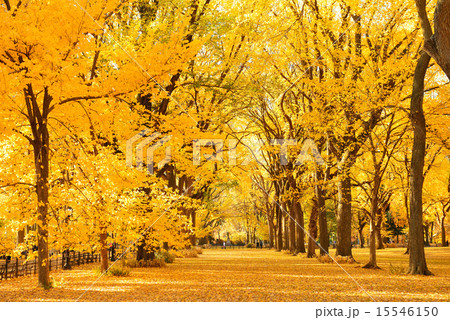 Central Park Autumn Central Park Autumn 15546150