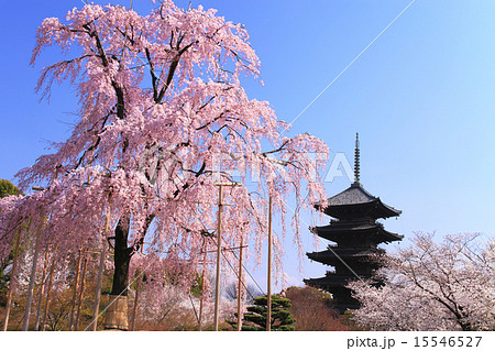 3月京都 東寺五重塔と不二桜の写真素材