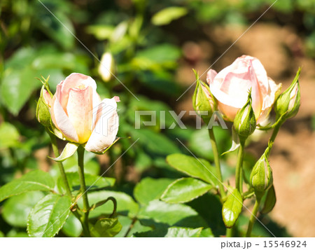 バラ 15546924