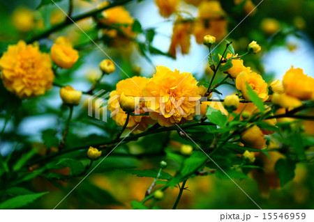 山吹 八重の花の写真素材