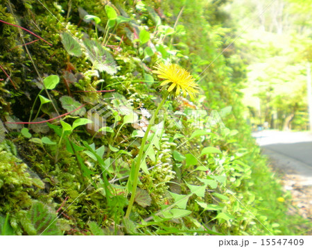 斜面に咲くタンポポ 15547409