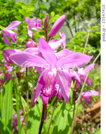 シランの花 15547410