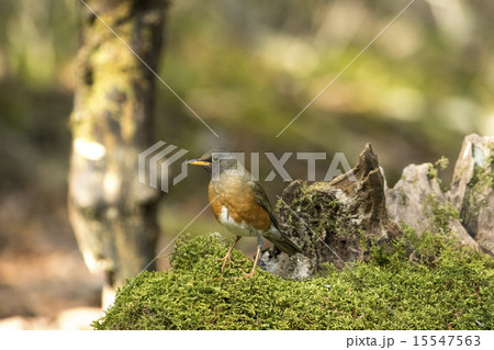 新緑とアカハラ 15547563