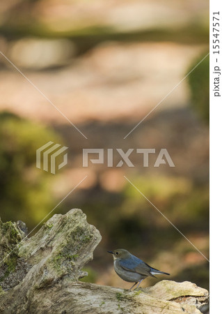 コルリメス コルリメス 15547571