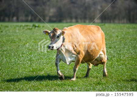 Jersey cow on grass Jersey cow on grass 15547595
